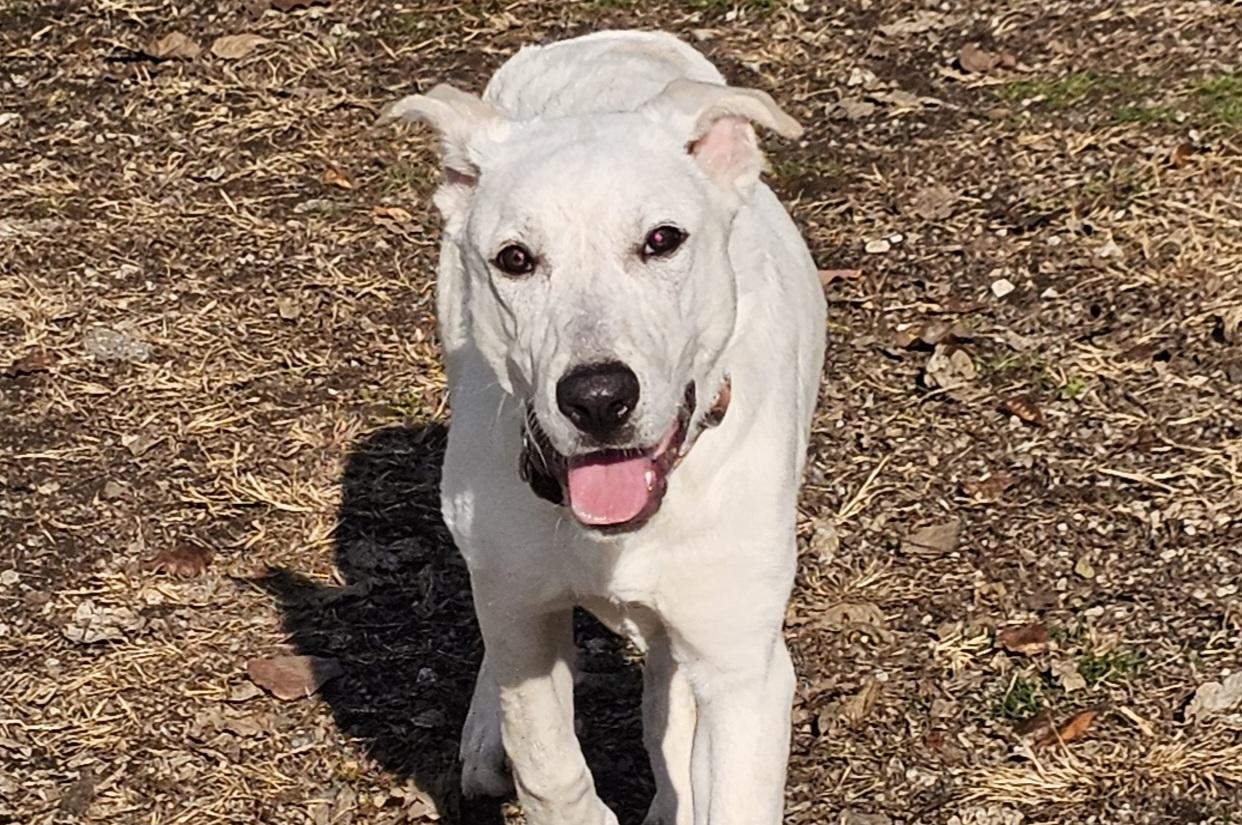 Enlarge Valeria, a Adoptable mixed breed in Lexington, KY image 5/5