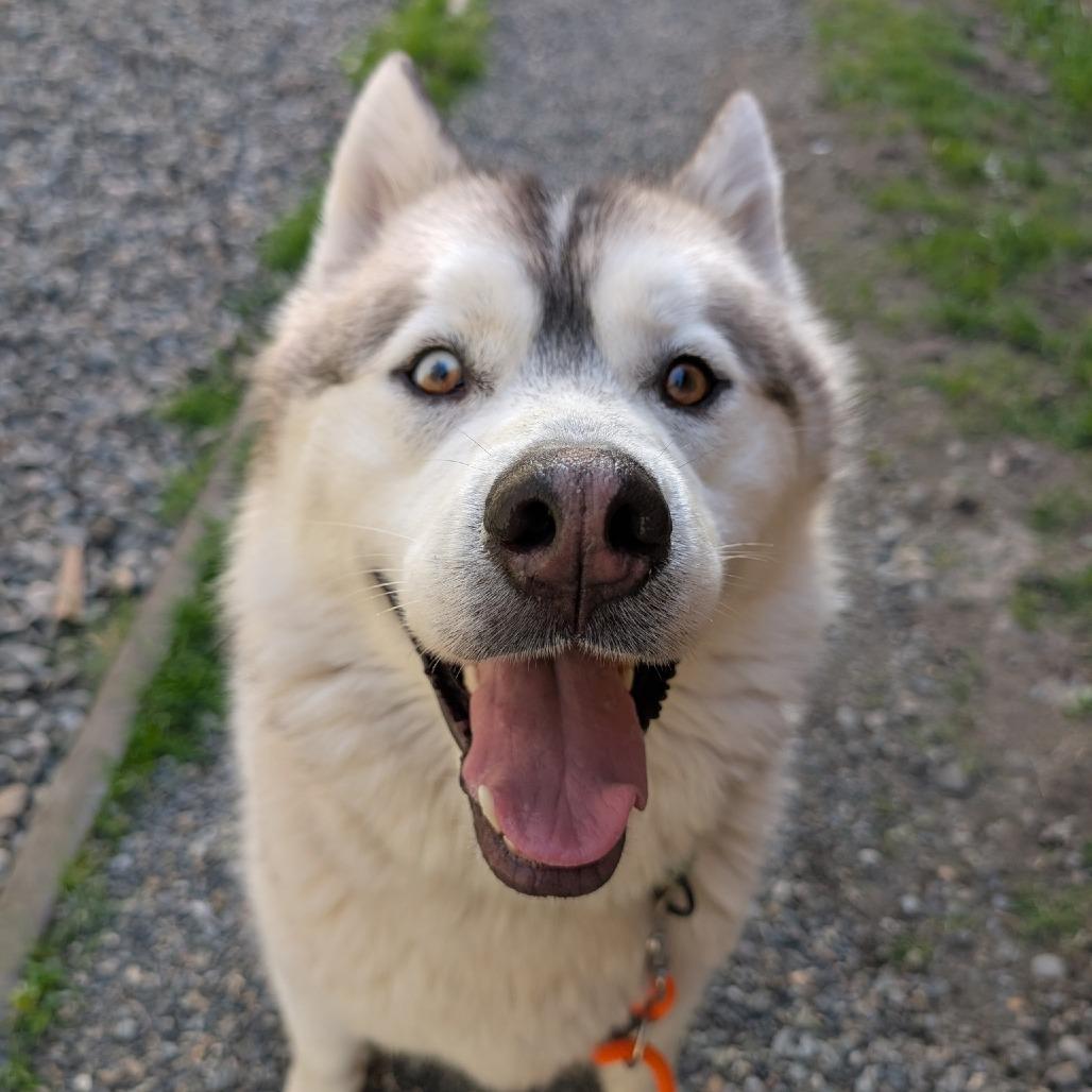 Enzo, Adoptable, Adult Male Siberian Husky.