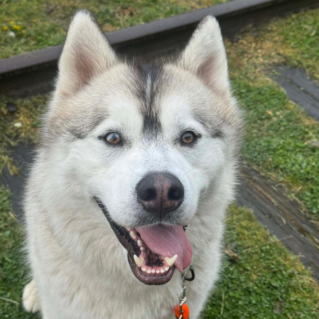 Enlarge Enzo, a Adoptable Siberian Husky in Tacoma, WA image 2/2