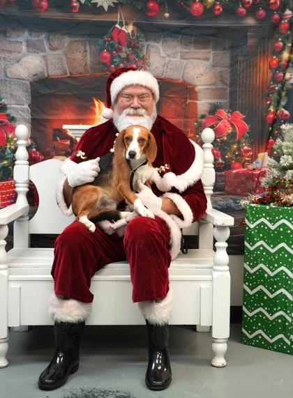 Wagner, Adoptable, Adult Male Beagle & Mixed Breed.