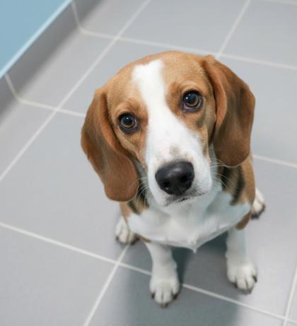 Enlarge Wagner, a Adoptable mixed breed in Bowling Green, KY image 1/1