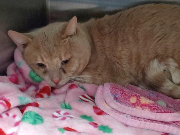 Morris, Adoptable, Adult Male Domestic Short Hair.