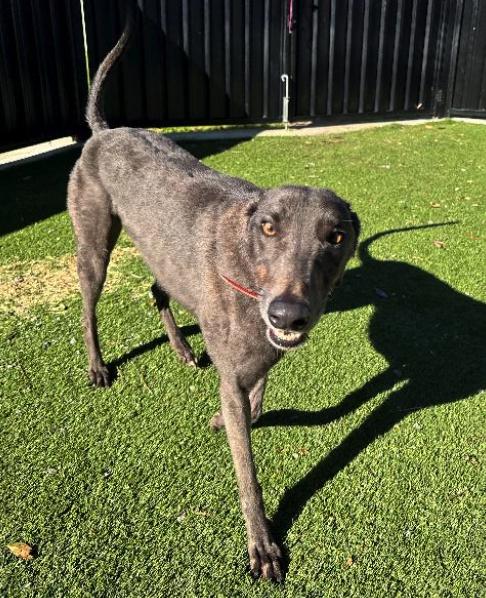Mercedes, Adoptable, Adult Female Greyhound.