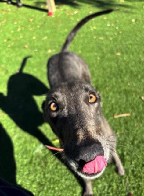 Enlarge Mercedes, a Adoptable Greyhound in Tarpon Springs, FL image 2/3