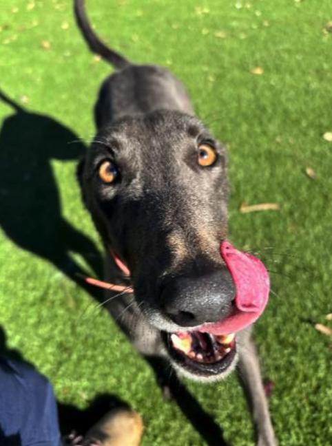 Enlarge Mercedes, a Adoptable Greyhound in Tarpon Springs, FL image 3/3