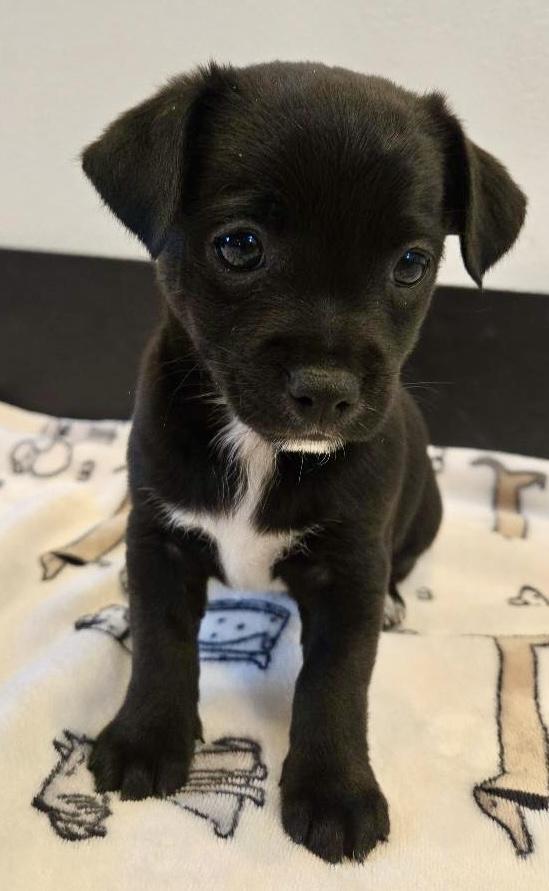 Beau, Adoptable, Puppy Male Chihuahua.