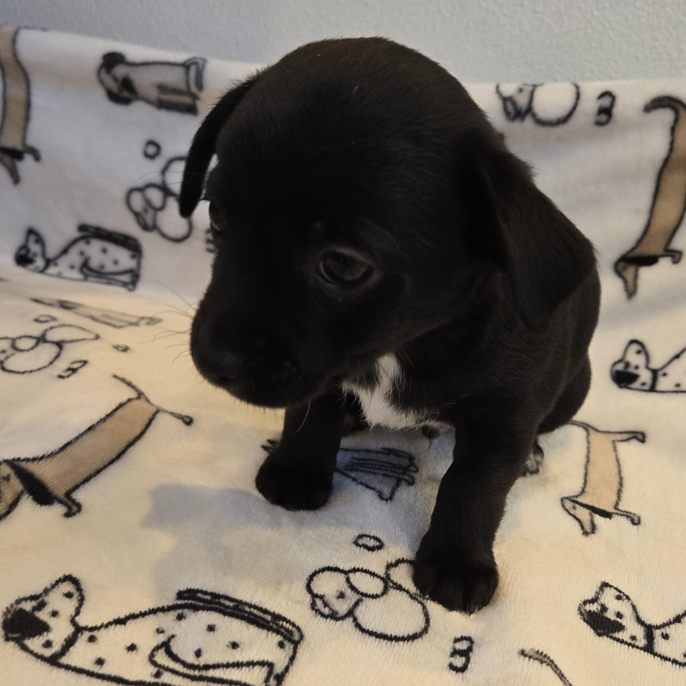 Beau, a Adoptable mixed breed in Portland, OR image 3/3