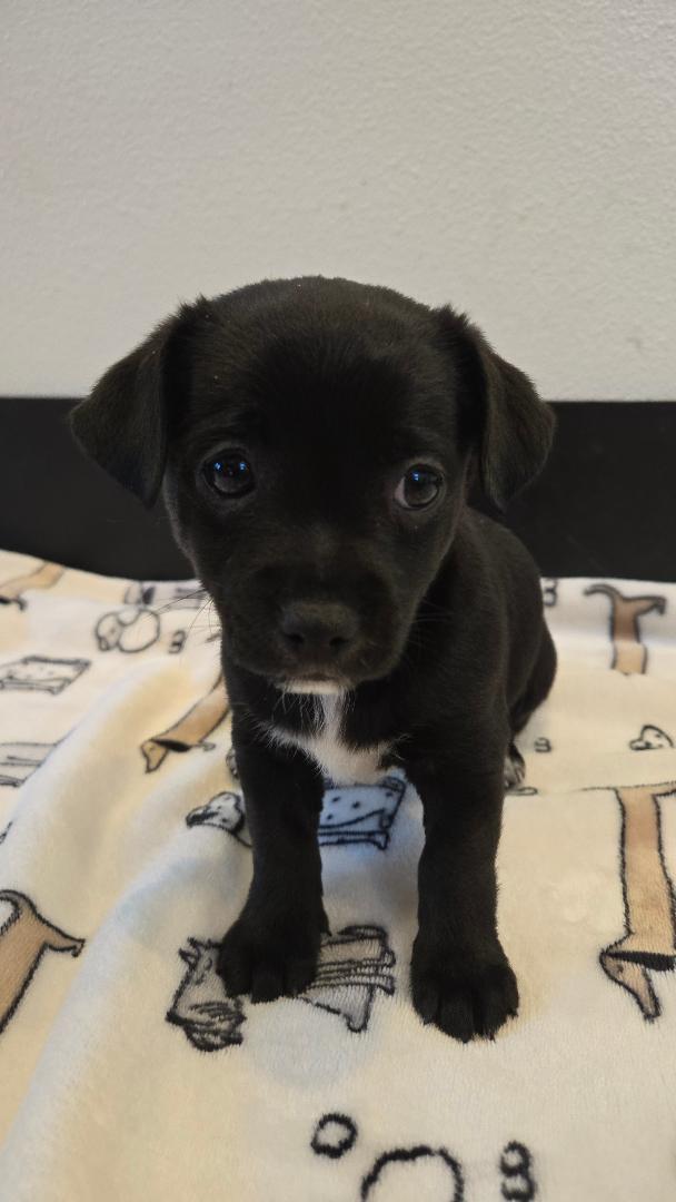 Beau, a Adoptable mixed breed in Portland, OR image 2/3