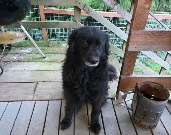 Enlarge Freya, a ADOPTABLE Shepherd in CLINTON, WA image 2/2