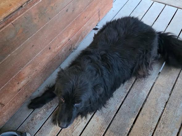 Freya, ADOPTABLE, Adult Female Shepherd.