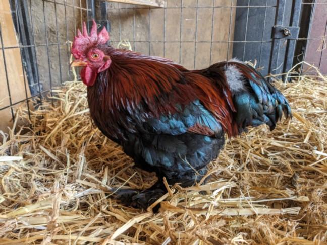 Enlarge TOOK*, a Adoptable Chicken in Santa Cruz, CA image 1/1