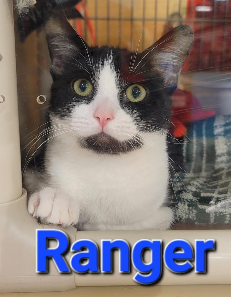 Enlarge Ranger, a Adopted Domestic Short Hair in Willingboro, NJ image 1/2
