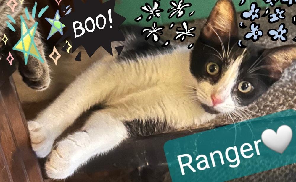 Enlarge Ranger, a Adopted Domestic Short Hair in Willingboro, NJ image 2/2
