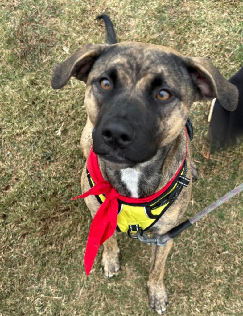 Enlarge Malibu, a Adoptable mixed breed in Waxhaw, NC image 1/6