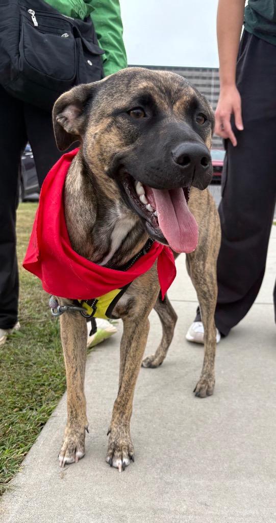 Enlarge Malibu, a Adoptable mixed breed in Waxhaw, NC image 2/6