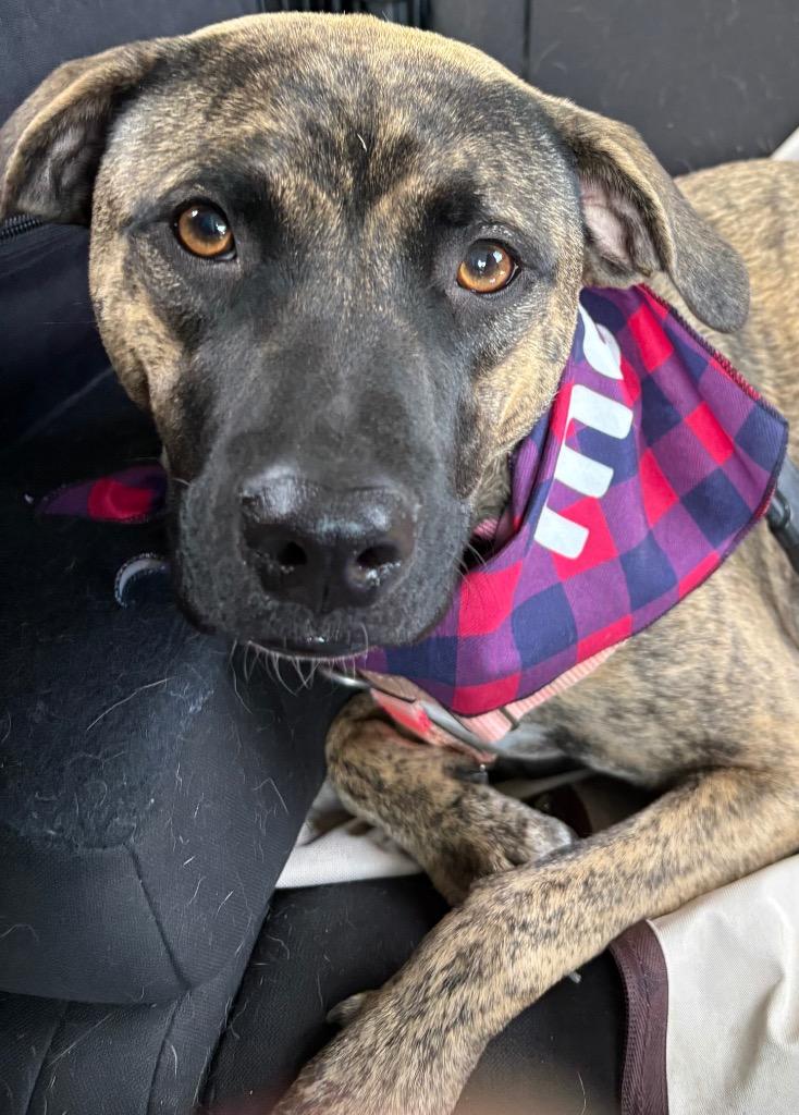 Enlarge Malibu, a Adoptable mixed breed in Waxhaw, NC image 3/6