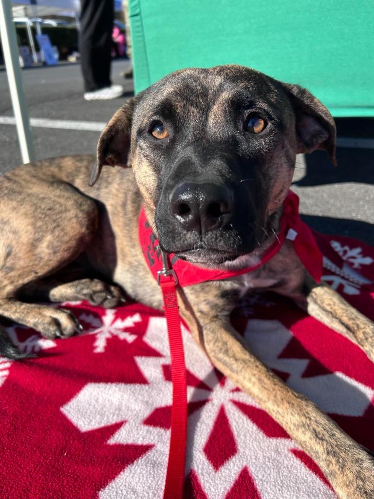 Enlarge Malibu, a Adoptable mixed breed in Waxhaw, NC image 4/6