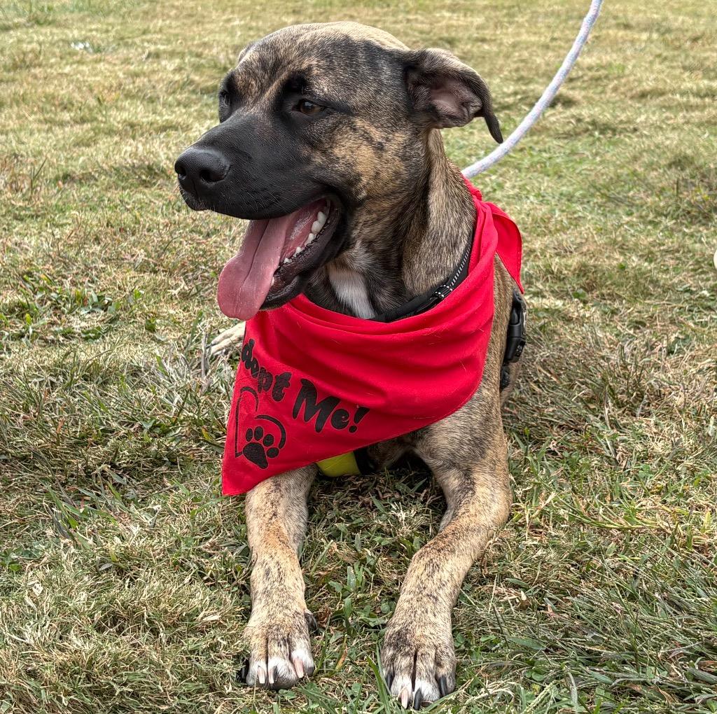 Enlarge Malibu, a Adoptable mixed breed in Waxhaw, NC image 5/6