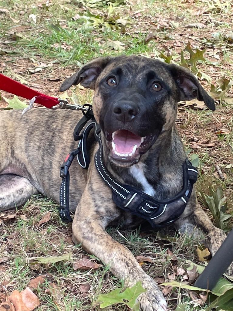 Enlarge Malibu, a Adoptable mixed breed in Waxhaw, NC image 6/6