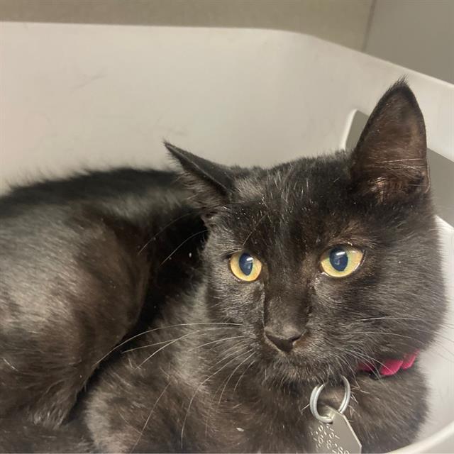 Enlarge PRINCESS, a Adoptable Domestic Short Hair in Aurora, CO image 1/1