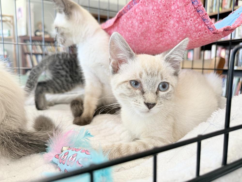 Enlarge Sheldon, a Adoptable mixed breed in Saint Augustine, FL image 5/5