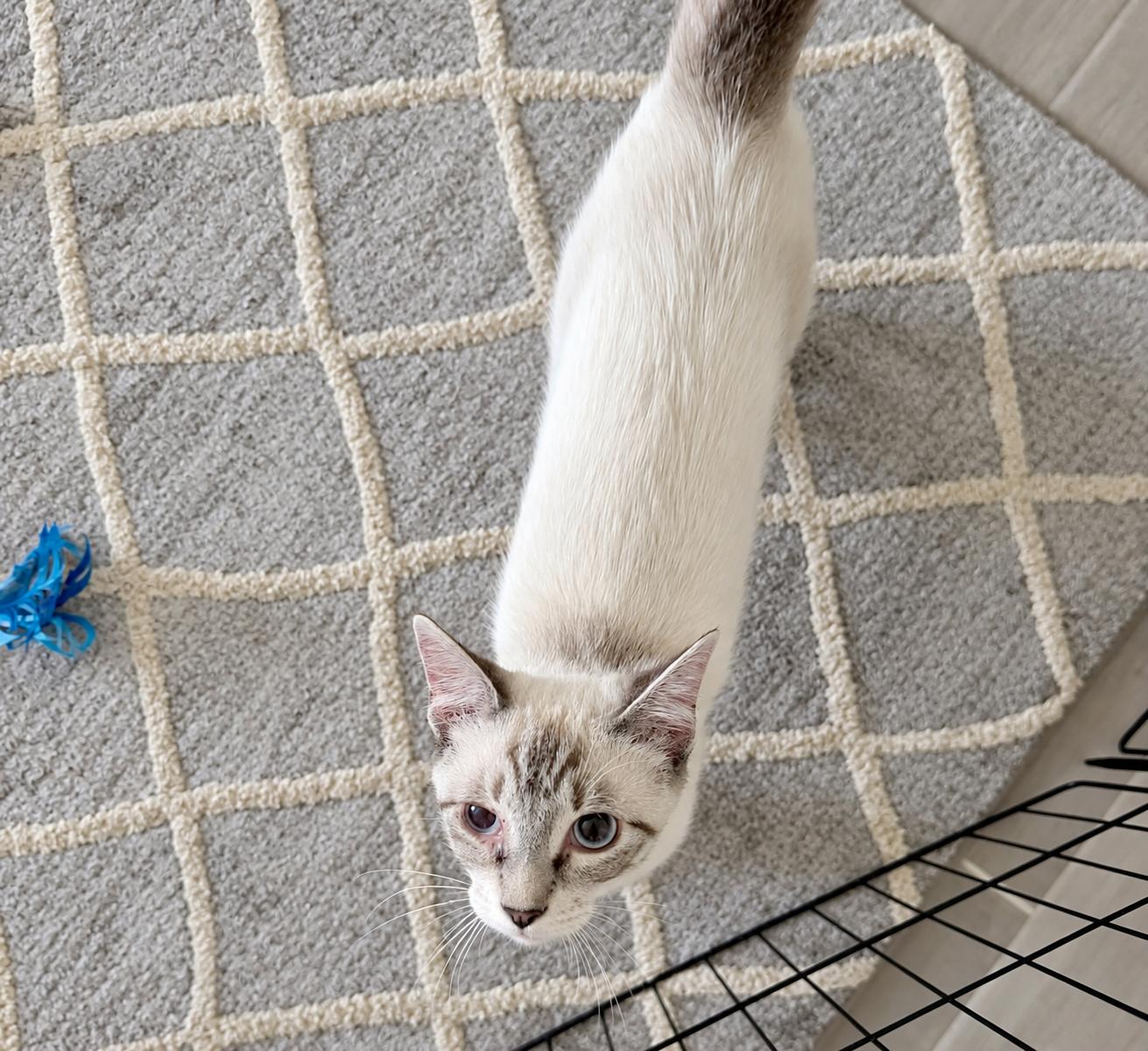 Enlarge Sheldon, a Adoptable mixed breed in Saint Augustine, FL image 4/5