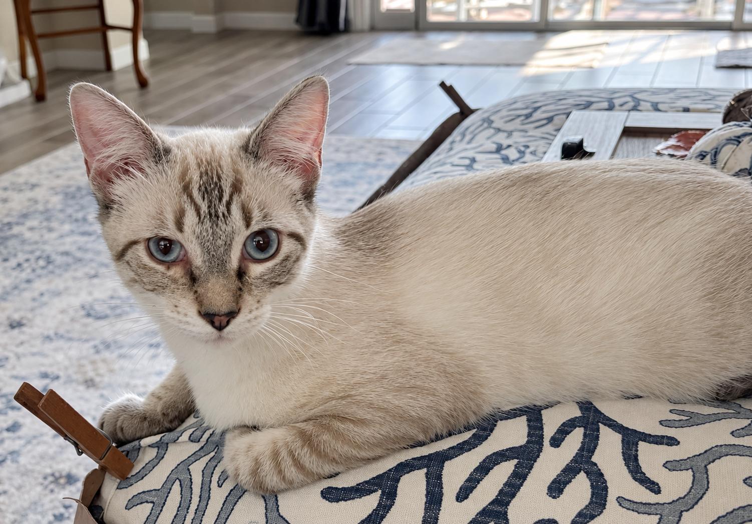 Enlarge Sheldon, a Adoptable mixed breed in Saint Augustine, FL image 3/5
