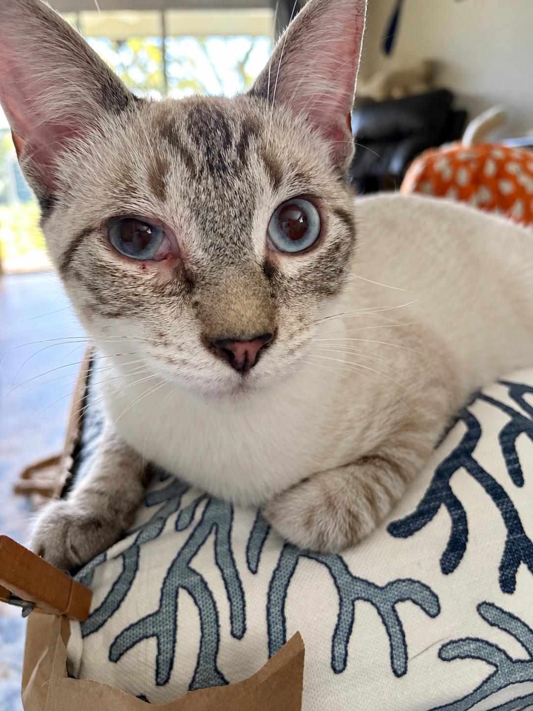 Enlarge Sheldon, a Adoptable mixed breed in Saint Augustine, FL image 2/5