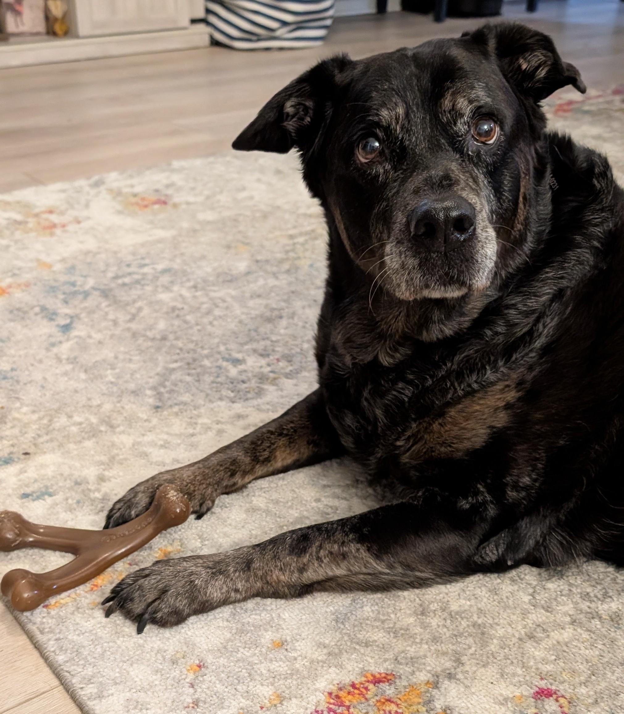 Enlarge Tara, a ADOPTABLE mixed breed in Wilmington, NC image 1/4