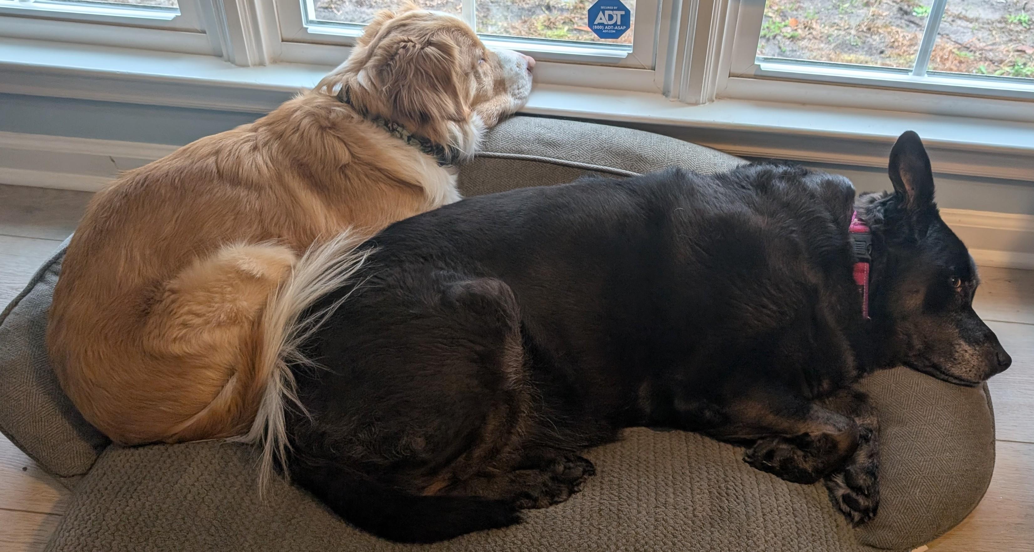 Enlarge Tara, a ADOPTABLE mixed breed in Wilmington, NC image 2/4