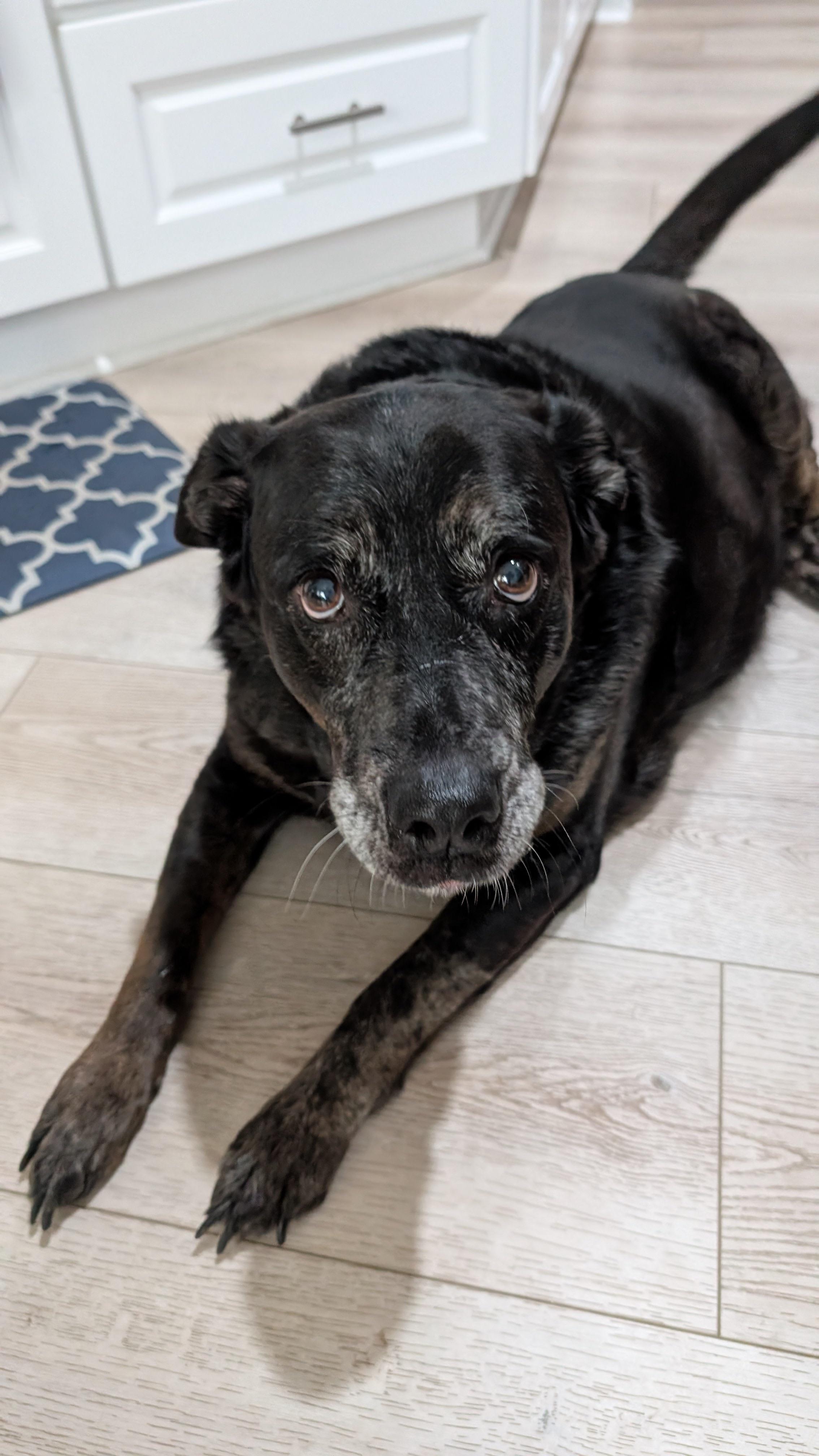 Enlarge Tara, a ADOPTABLE mixed breed in Wilmington, NC image 3/4