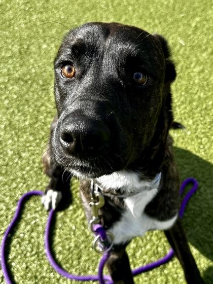 Enlarge Flash, a Adoptable mixed breed in Wichita, KS image 2/3