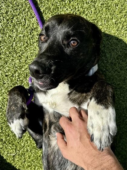 Enlarge Flash, a Adoptable mixed breed in Wichita, KS image 3/3