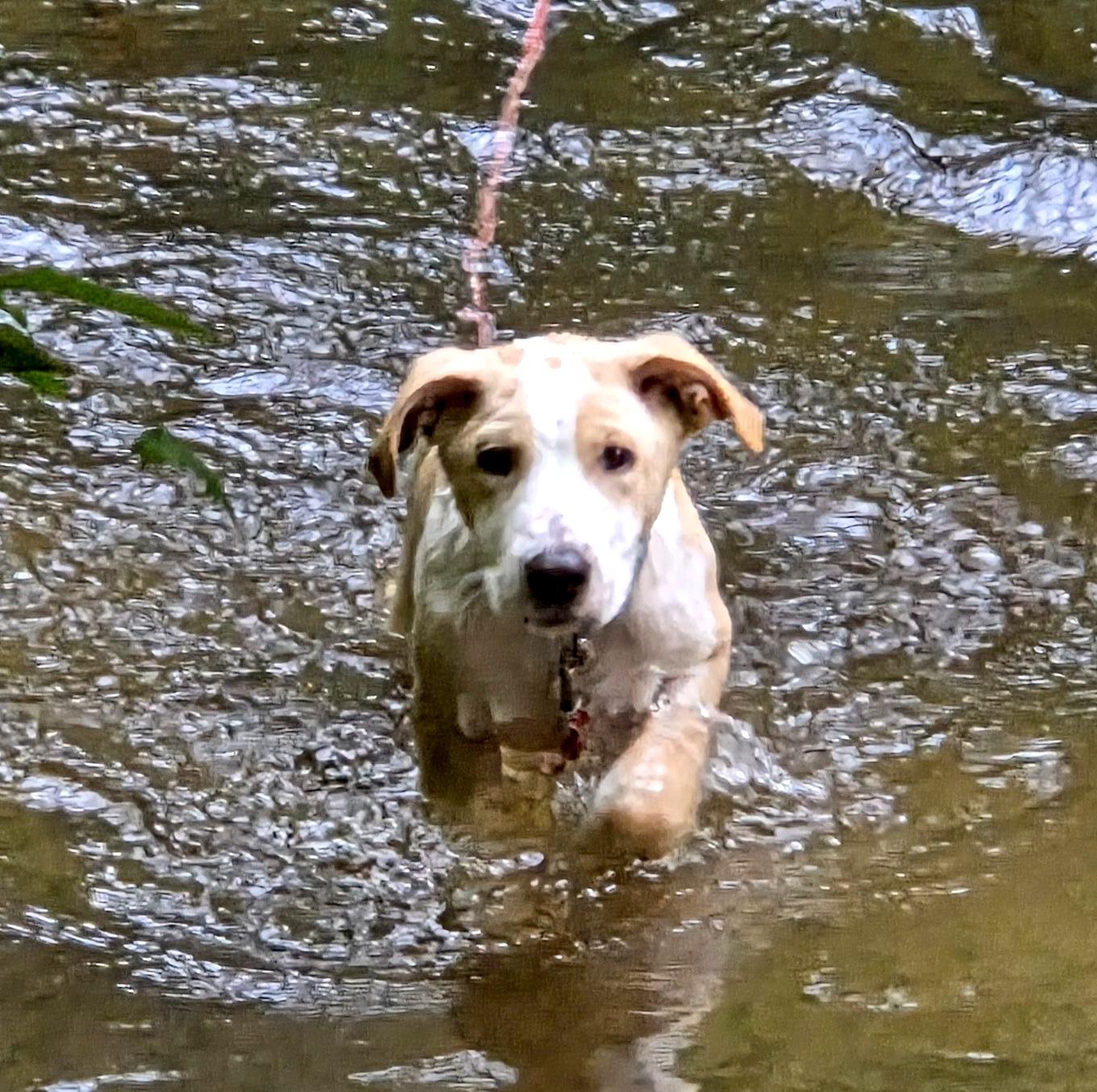 Elliott