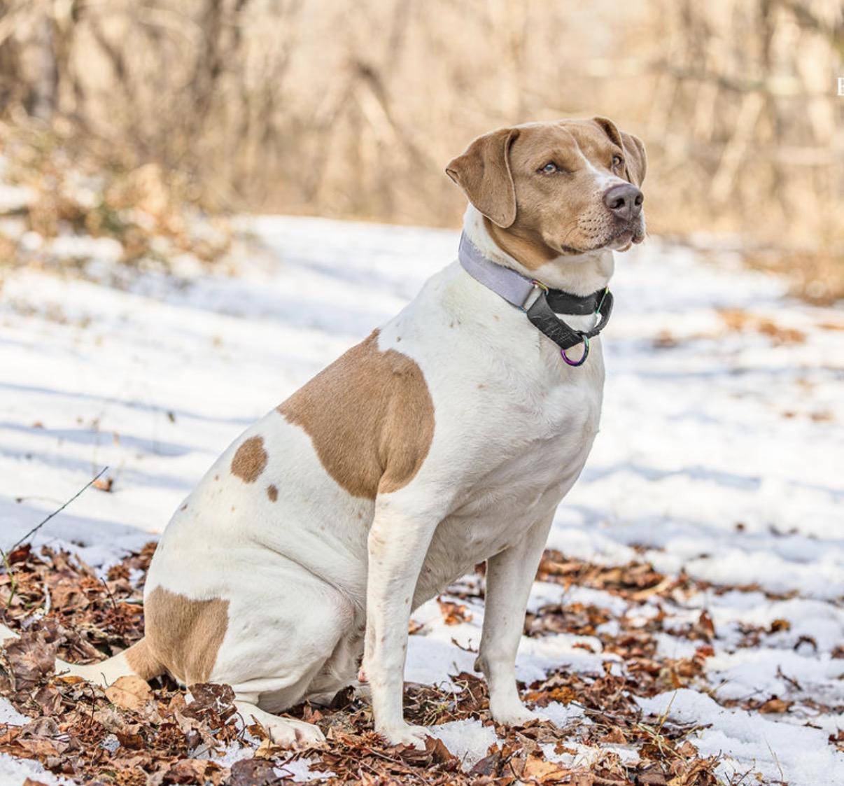 Enlarge Tiffany, a Adoptable mixed breed in Ocean View, NJ image 2/6