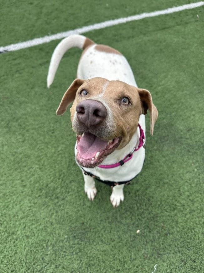 Tiffany, Adoptable, Adult Female Mixed Breed.