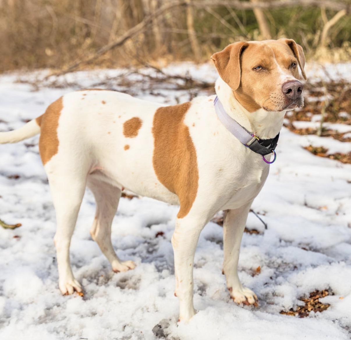 Enlarge Tiffany, a Adoptable mixed breed in Ocean View, NJ image 5/6
