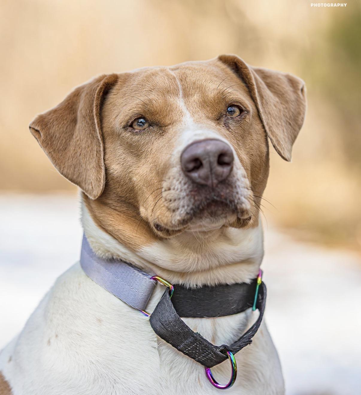 Tiffany, Adoptable, Adult Female Mixed Breed.