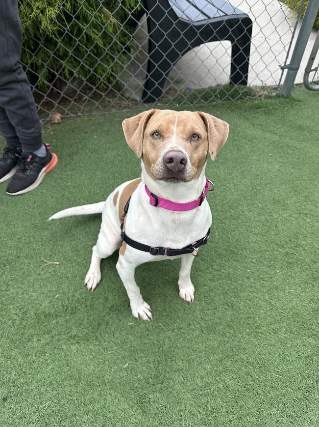 Enlarge Tiffany, a Adoptable mixed breed in Ocean View, NJ image 5/6