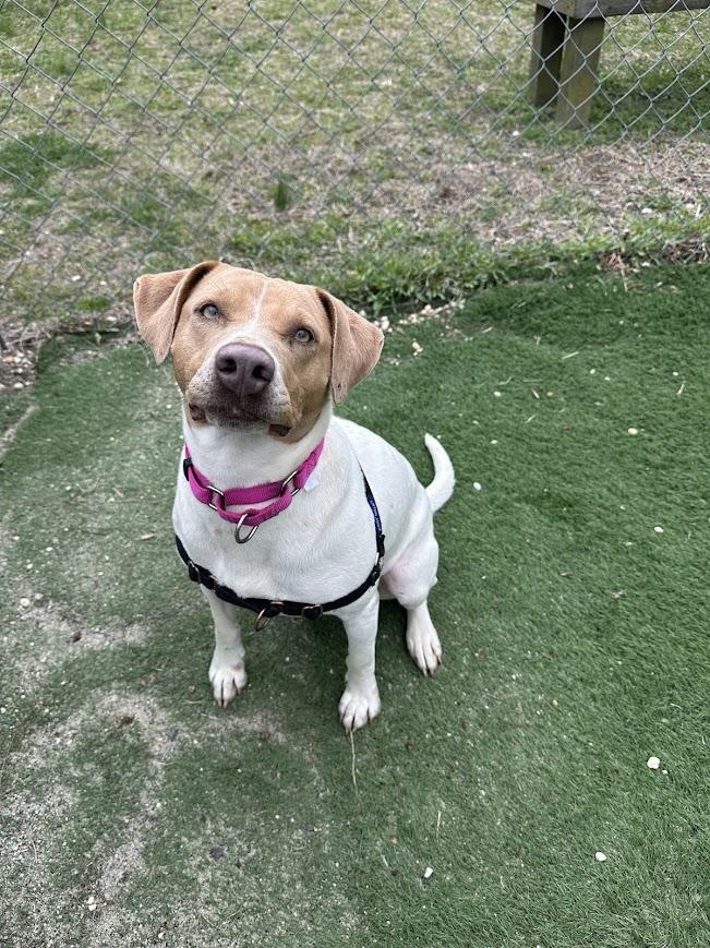 Enlarge Tiffany, a Adoptable mixed breed in Ocean View, NJ image 4/6