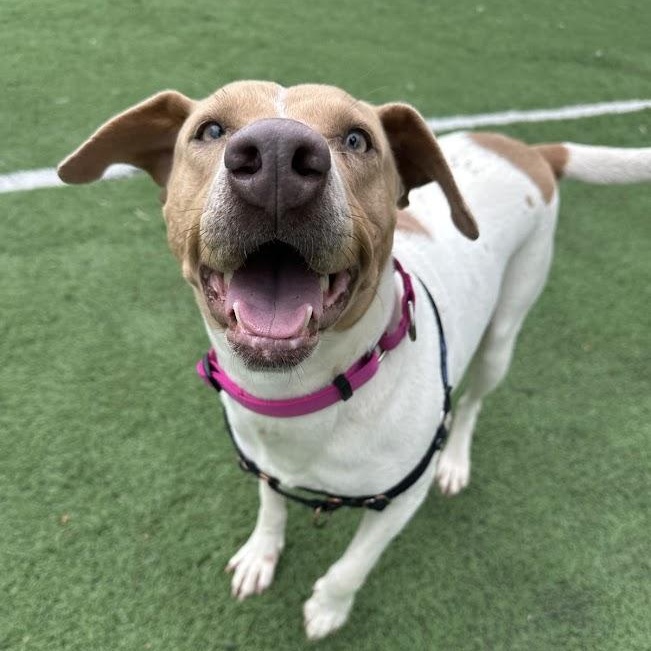 Enlarge Tiffany, a Adoptable mixed breed in Ocean View, NJ image 3/6