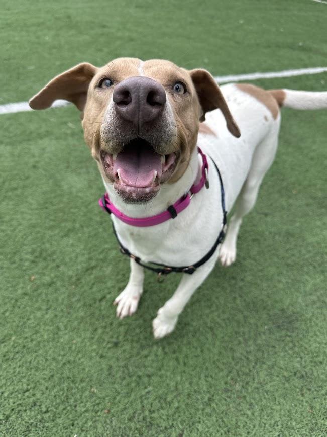 Enlarge Tiffany, a Adoptable mixed breed in Ocean View, NJ image 3/6