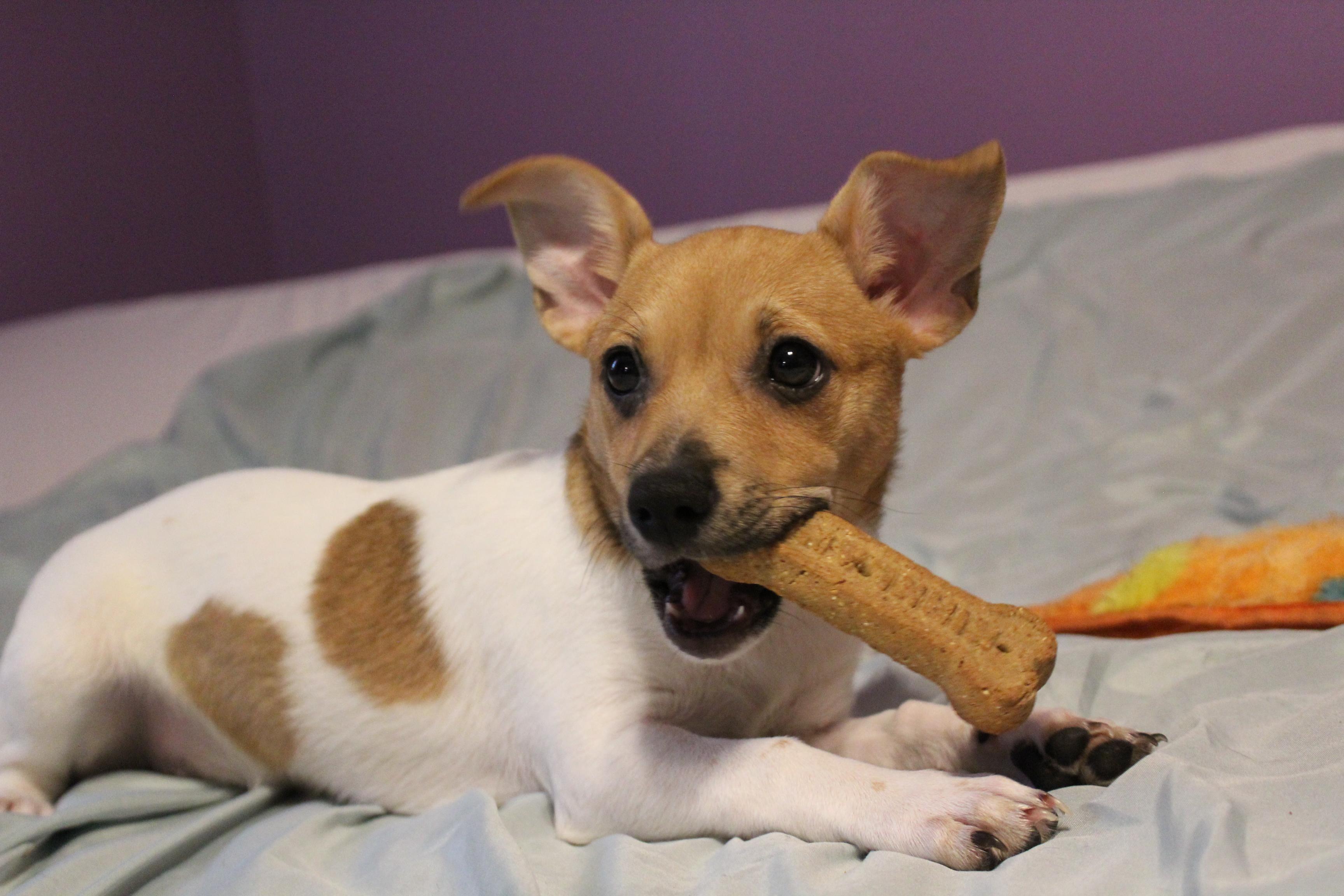 Enlarge Felicia, an adopted mixed breed in Charleston, WV image 1/1