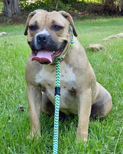Honey, Adoptable, Young Female Boxer & Pit Bull Terrier.