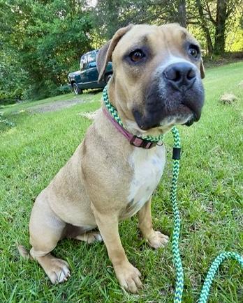 Honey, Adoptable, Young Female Boxer & Pit Bull Terrier.