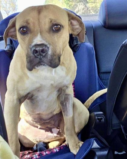 Enlarge Honey, a Adoptable mixed breed in Malvern, PA image 2/3