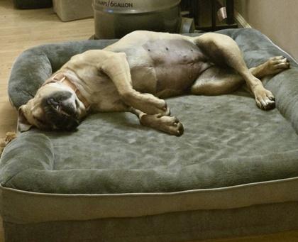 Enlarge Honey, a Adoptable mixed breed in Malvern, PA image 3/3