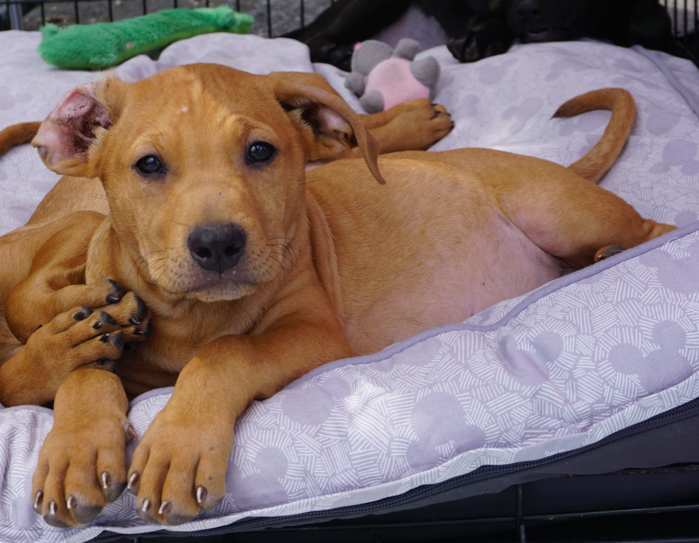 Dog for adoption Dill, a Mixed Breed in Bedminster, NJ Petfinder