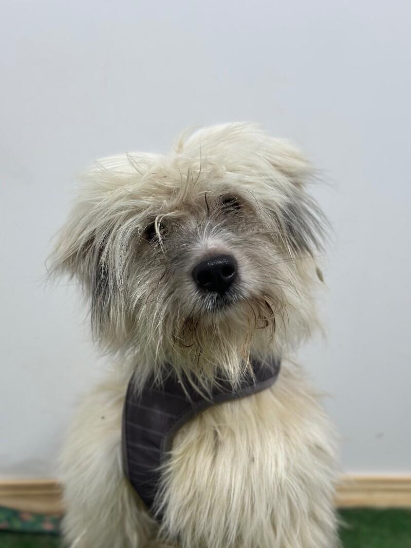 Mufasa, an adoptable Lhasa Apso, Havanese in Pasadena, CA, 91101 | Photo Image 1