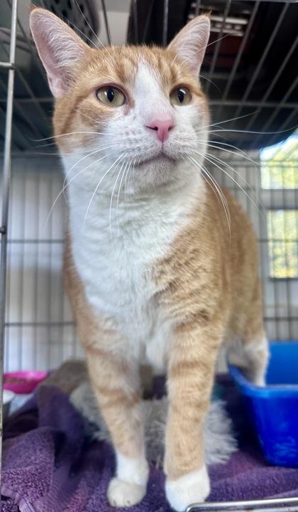 Sid, ADOPTABLE, Senior Male Domestic Short Hair.